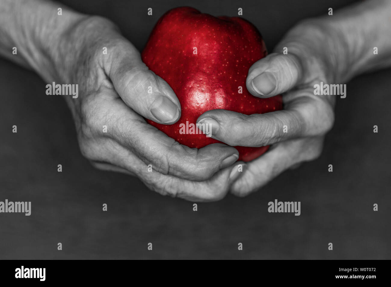 Haende einer alten Frau halten einen roten Apfel vor schwarzem Hintergrund, Farbschluessel rot. Stockfoto