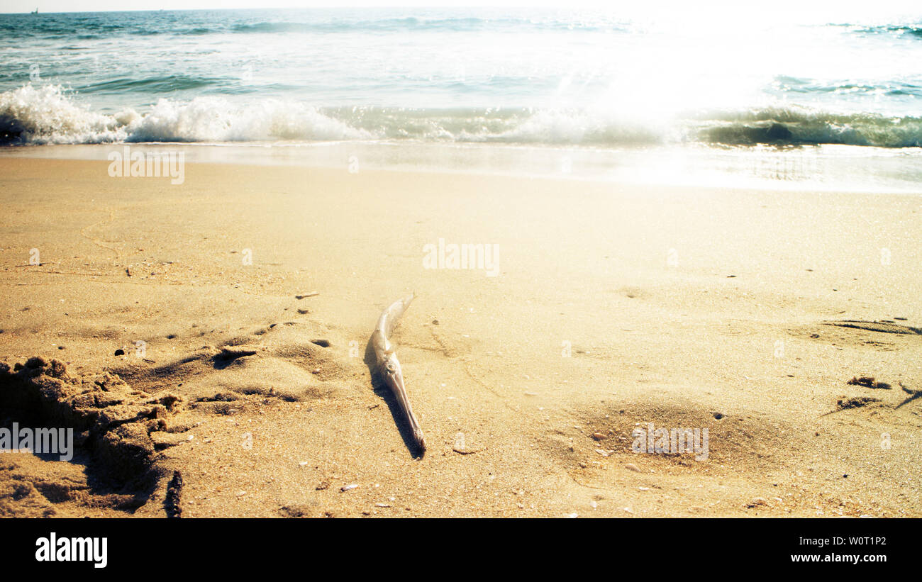 Strände an der Küste des Arabischen Meeres (Goa und Kerala Malabar Küste), wo sie Krebse, Fische und Muscheln sammeln kann. Fisch - seenadeln Stockfoto