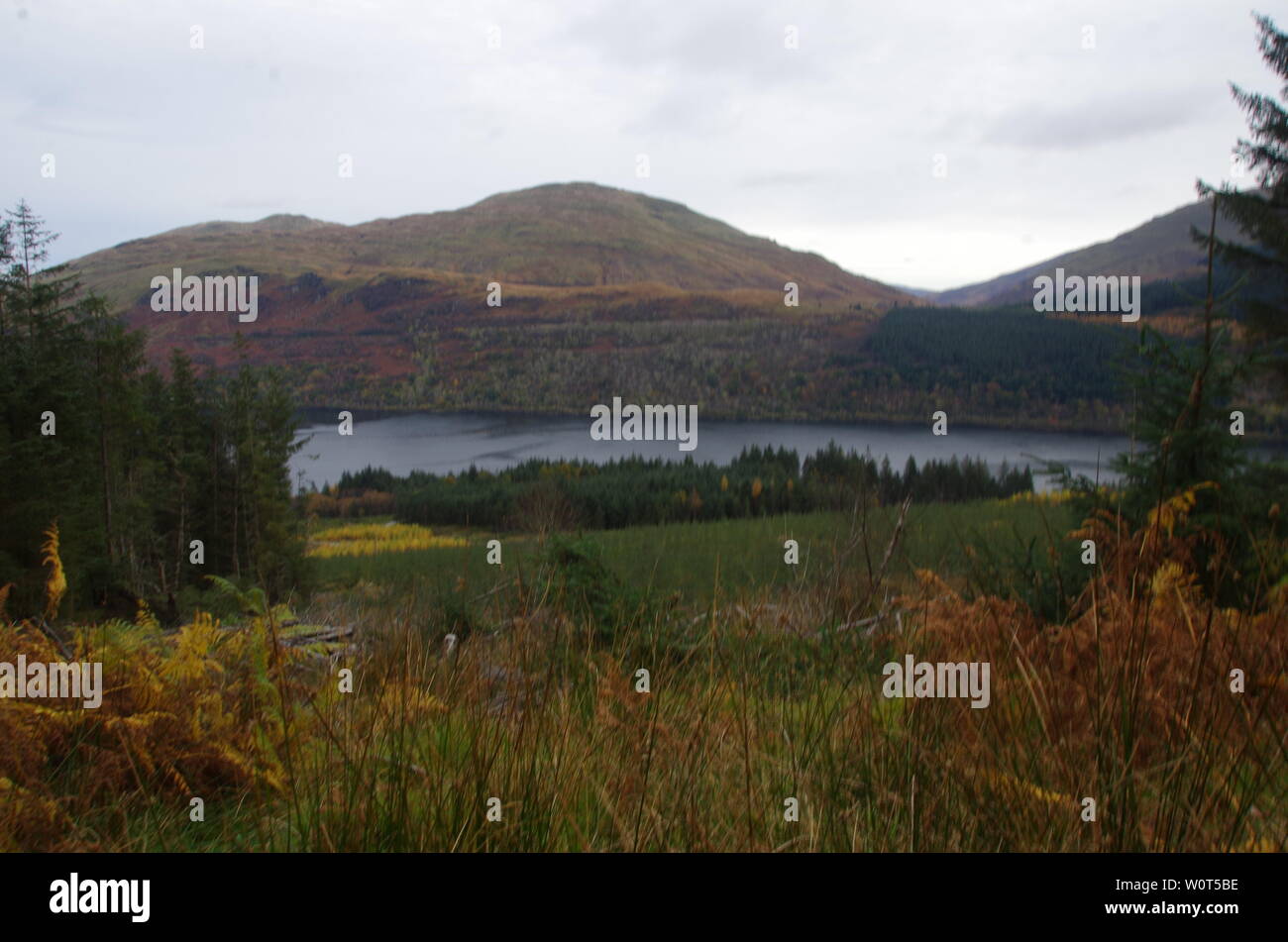 Der Loch Lomond und Cowal Weg. Halbinsel Cowal. Hochland. Schottland. Großbritannien Stockfoto