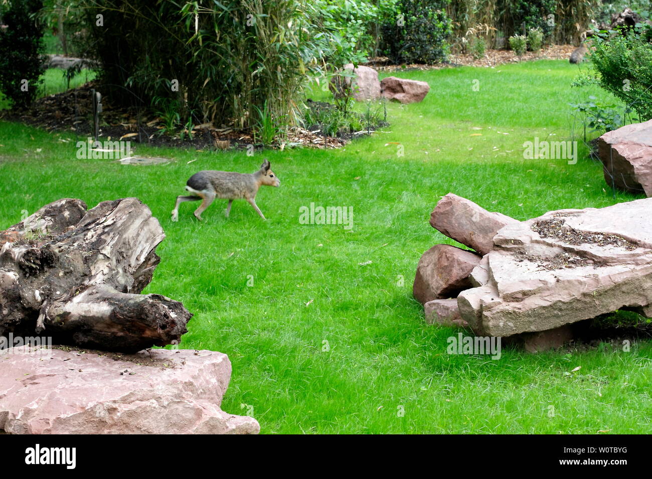 Pantanal pekaris Fotos und Bildmaterial in hoher Auflösung Alamy