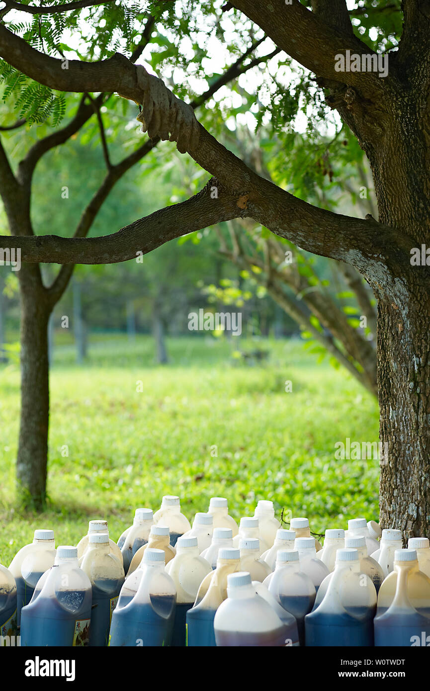 Plastikflaschen mit Verschwendung von einer Droge lab hinter sich gelassen unter einem Baum im Wald gefüllt Stockfoto