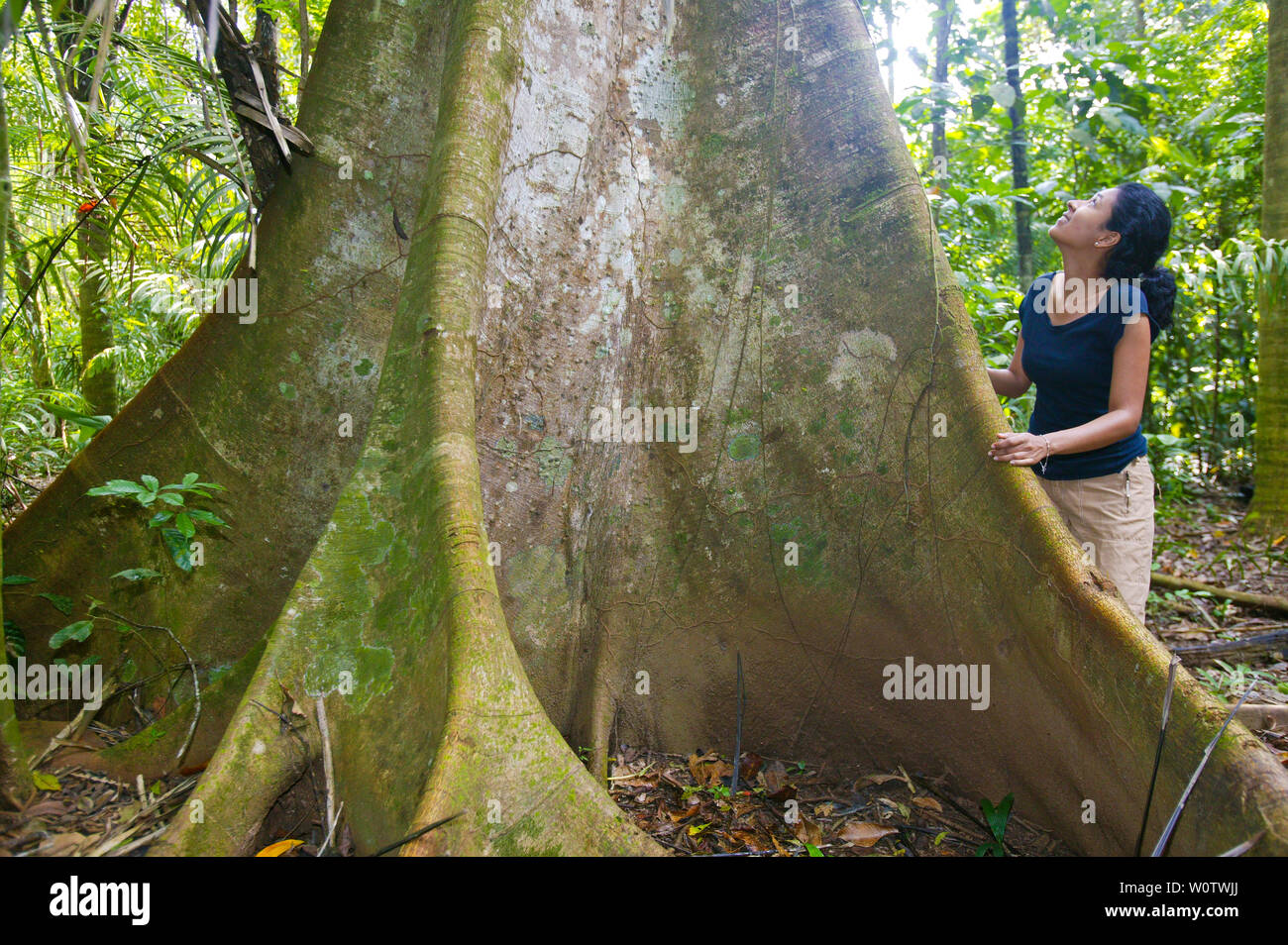 Outdoor Fotograf Zizza Gordon neben einem großen Ceiba im Regenwald von Soberania Nationalpark, Republik Panama. Februar, 2008. Stockfoto