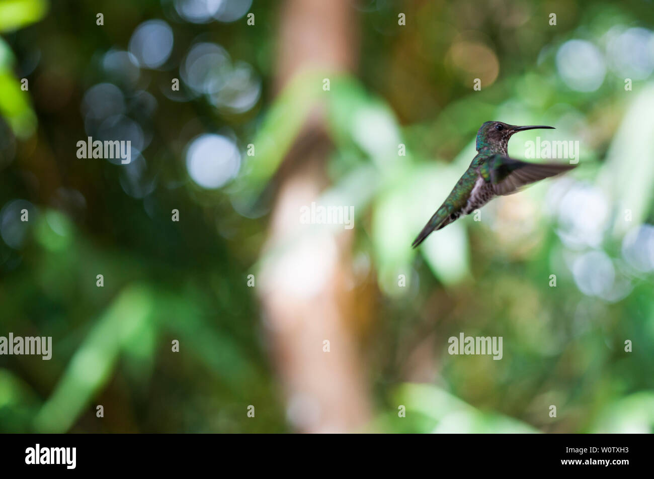 Grüne Hummingbird schweben in der Luft, Ecudor. Stockfoto