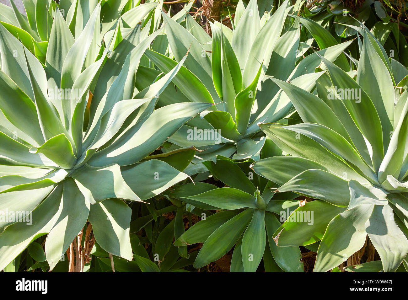 Aloe, sukkulenten Pflanzen Hintergrund im Sonnenlicht Stockfoto