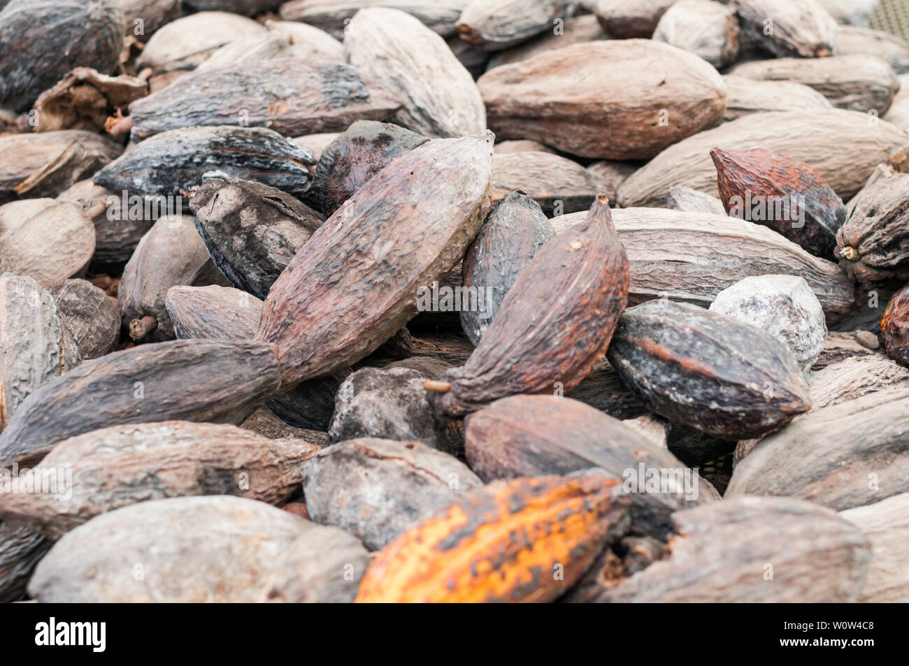 Getrocknete Kakao Früchte, Gärung. Stockfoto