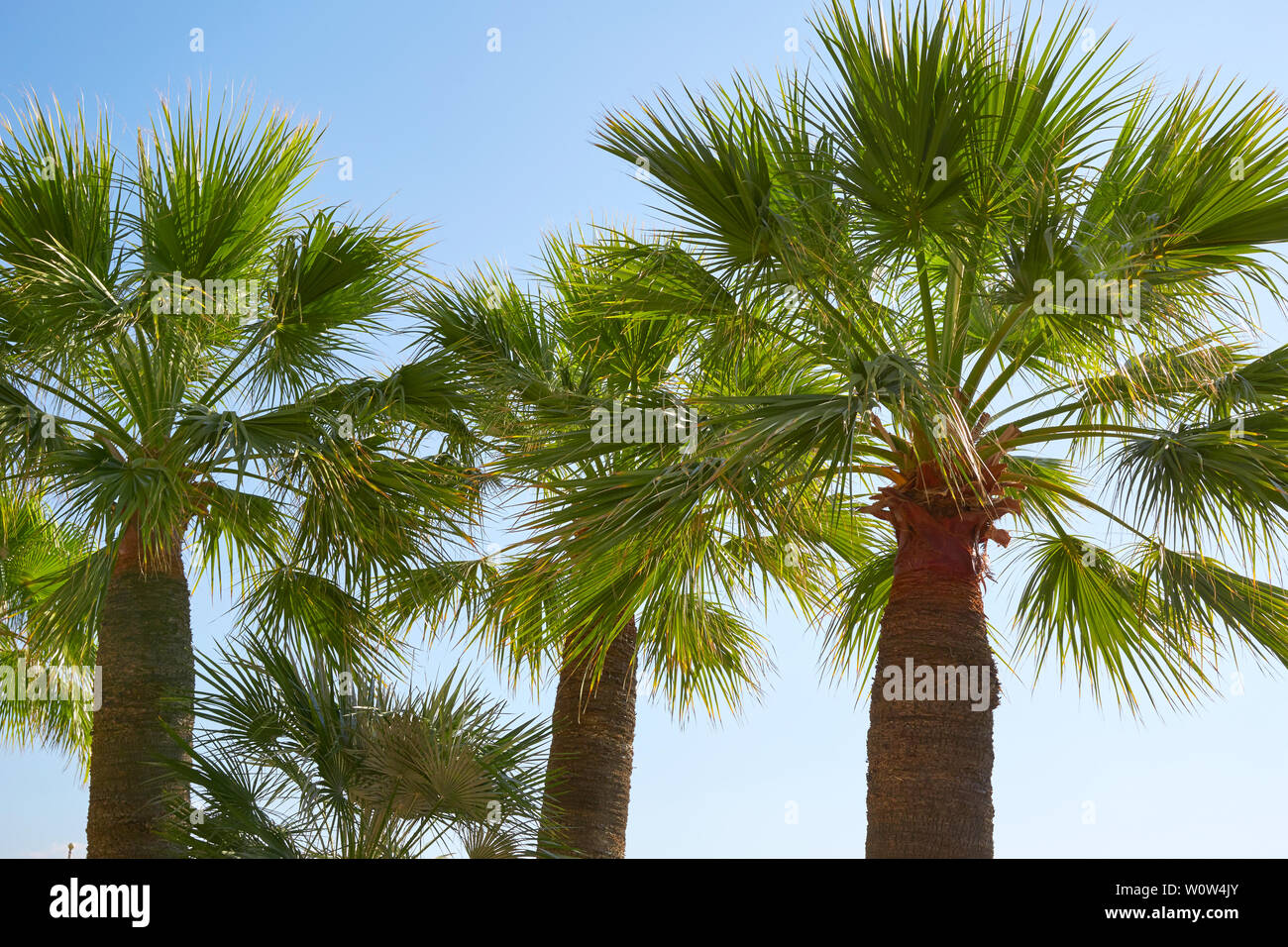 Palmen und klaren blauen Himmel an einem sonnigen Sommertag Stockfoto