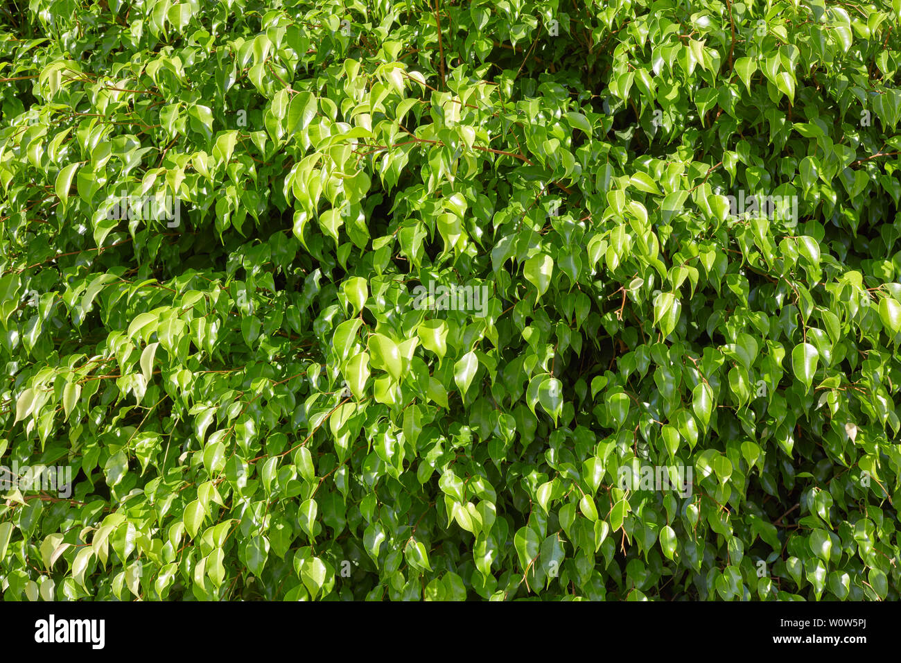 Frische grüne Blätter Textur Hintergrund im Sommer Stockfoto