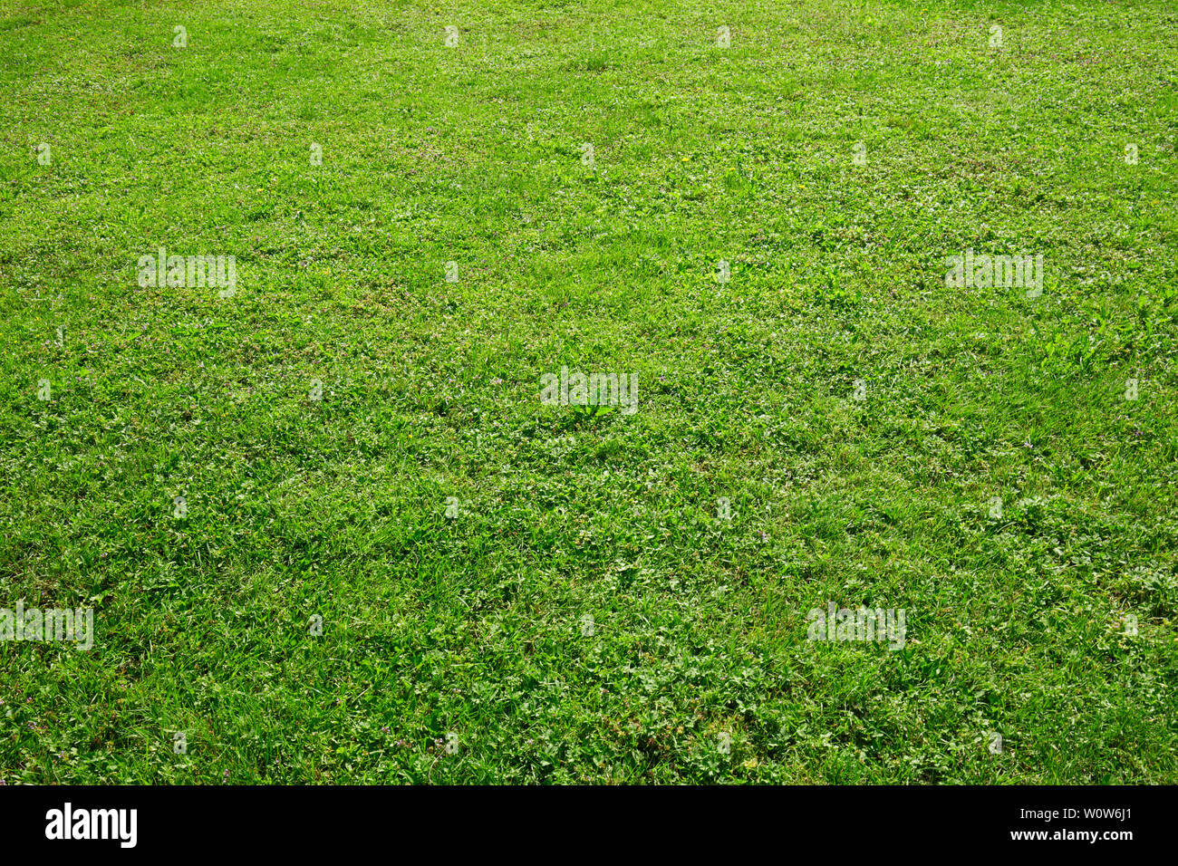 Grünes Gras, natürlichen Feld Textur Hintergrund Stockfoto
