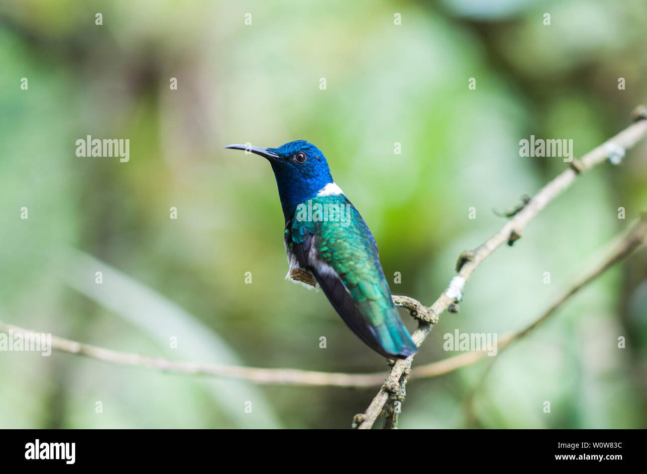 Blau Kolibri (Der) sitzt auf einem Ast, Nebelwald, Ecuador. Stockfoto