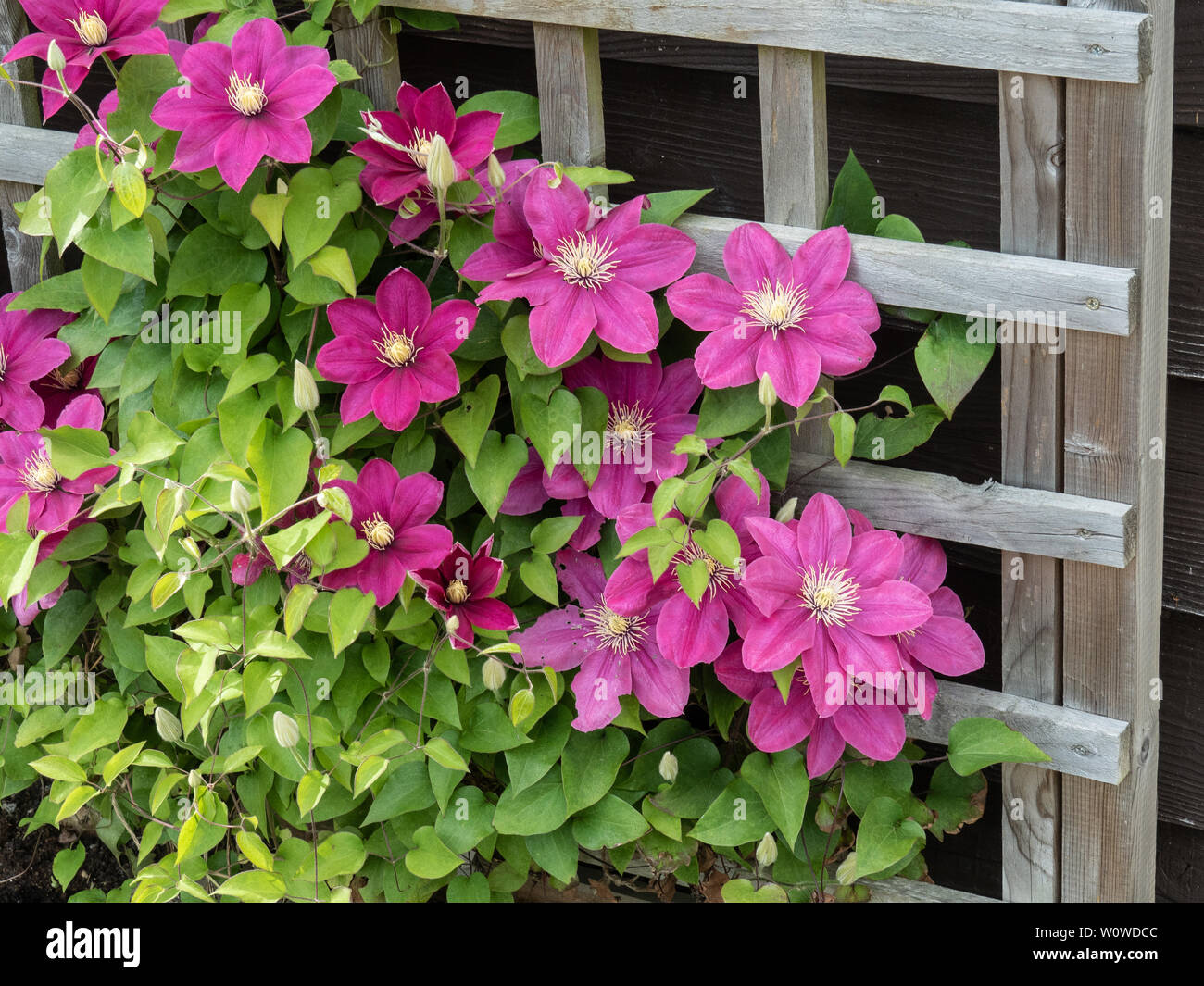 Clematis Akropolis blühen auf ein hölzernes Gitter Stockfoto