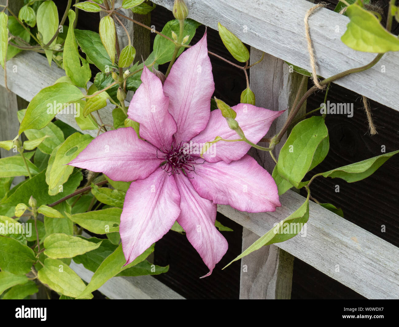 Eine einzelne Blüte von Clematis Giselle gegen ein Gitter Hintergrund Stockfoto