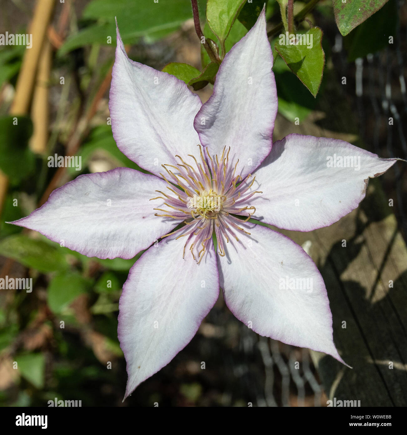 Eine Nahaufnahme von einer einzigen Blume der Clematis Samariter Jo Stockfoto