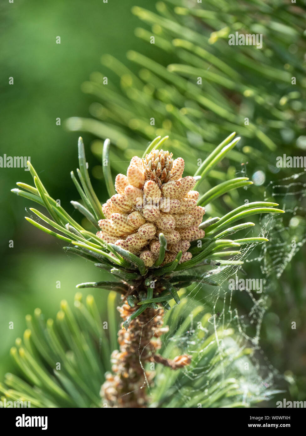 Eine Nahaufnahme der männlichen Kätzchen von Pinus mugo Stockfoto