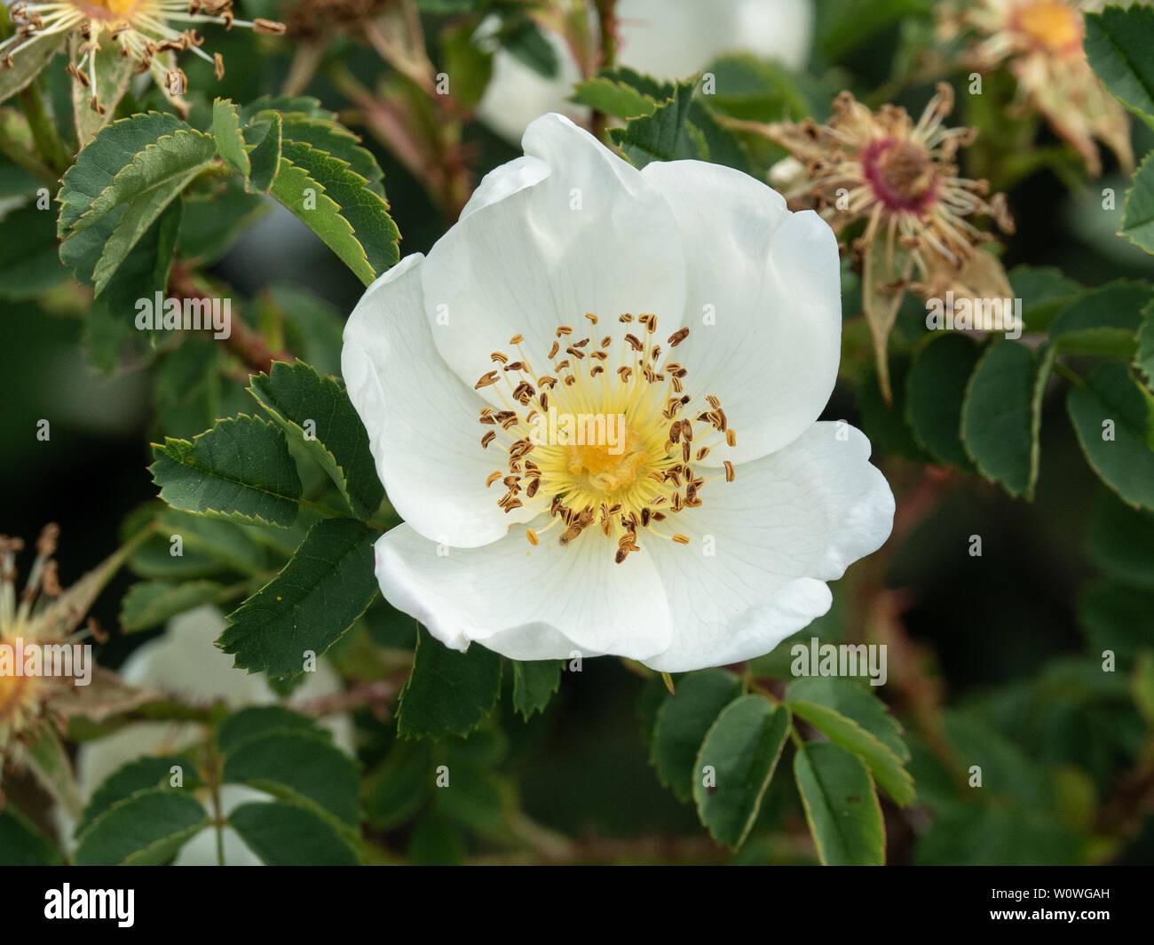 Eine einzelne weiße Blume einer Art Rose mit goldenen Staubgefäßen Stockfoto