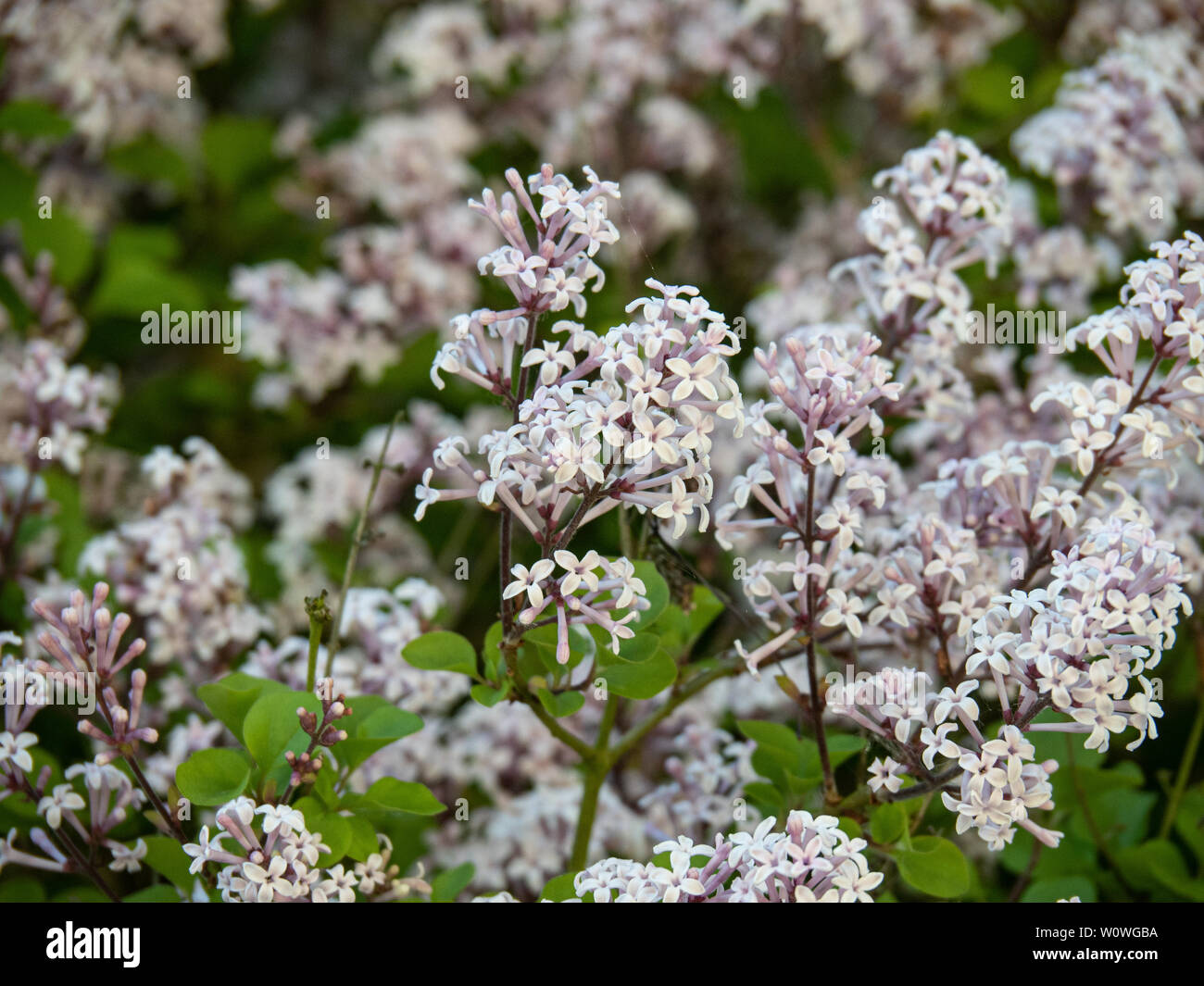 Die blass lila Blüten der der Zwerg flieder Syringa meyeri Palibin Stockfoto