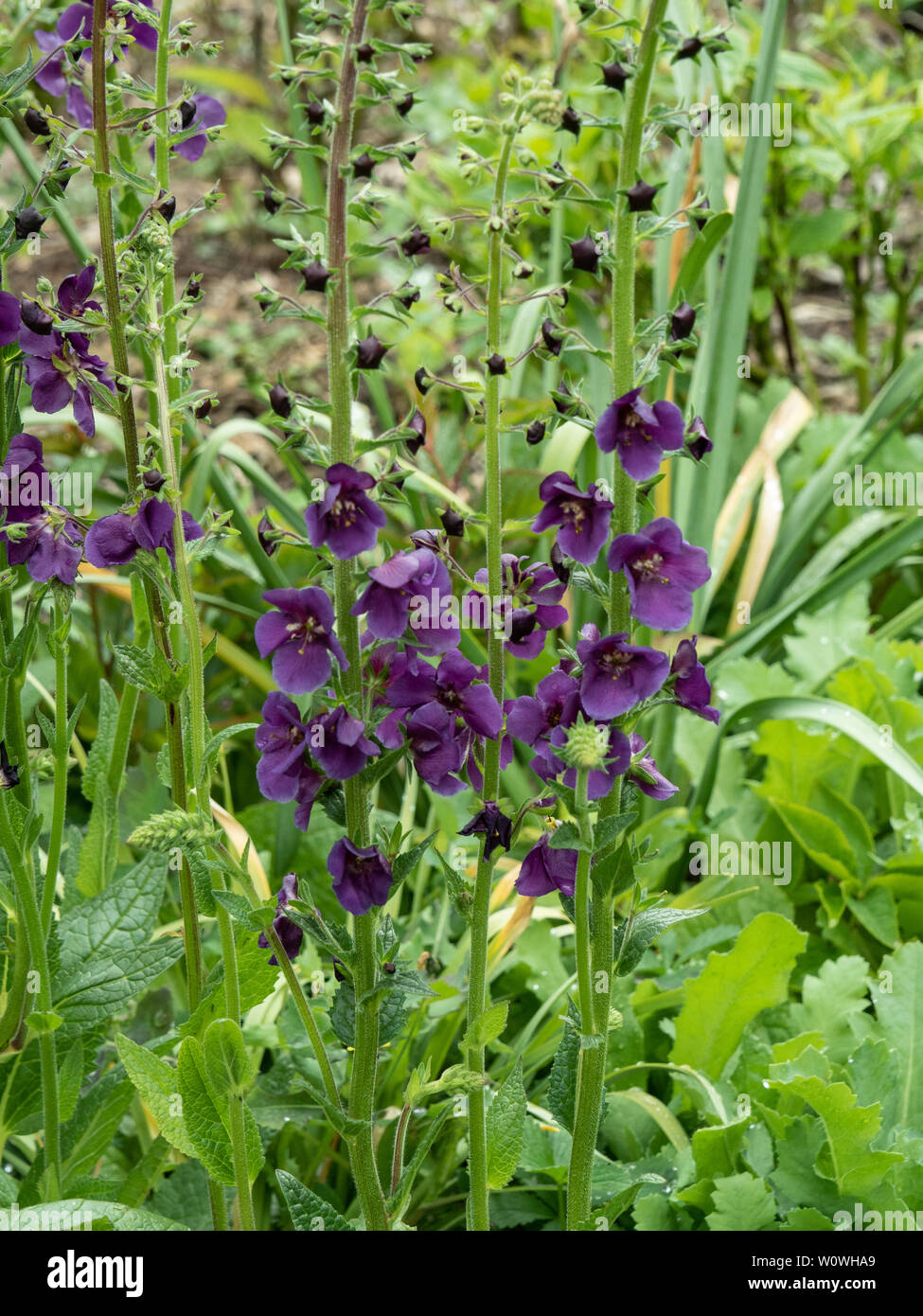 Eine Gruppe von Molène phoenicum Violetta, die die deep purple flower Spikes Stockfoto