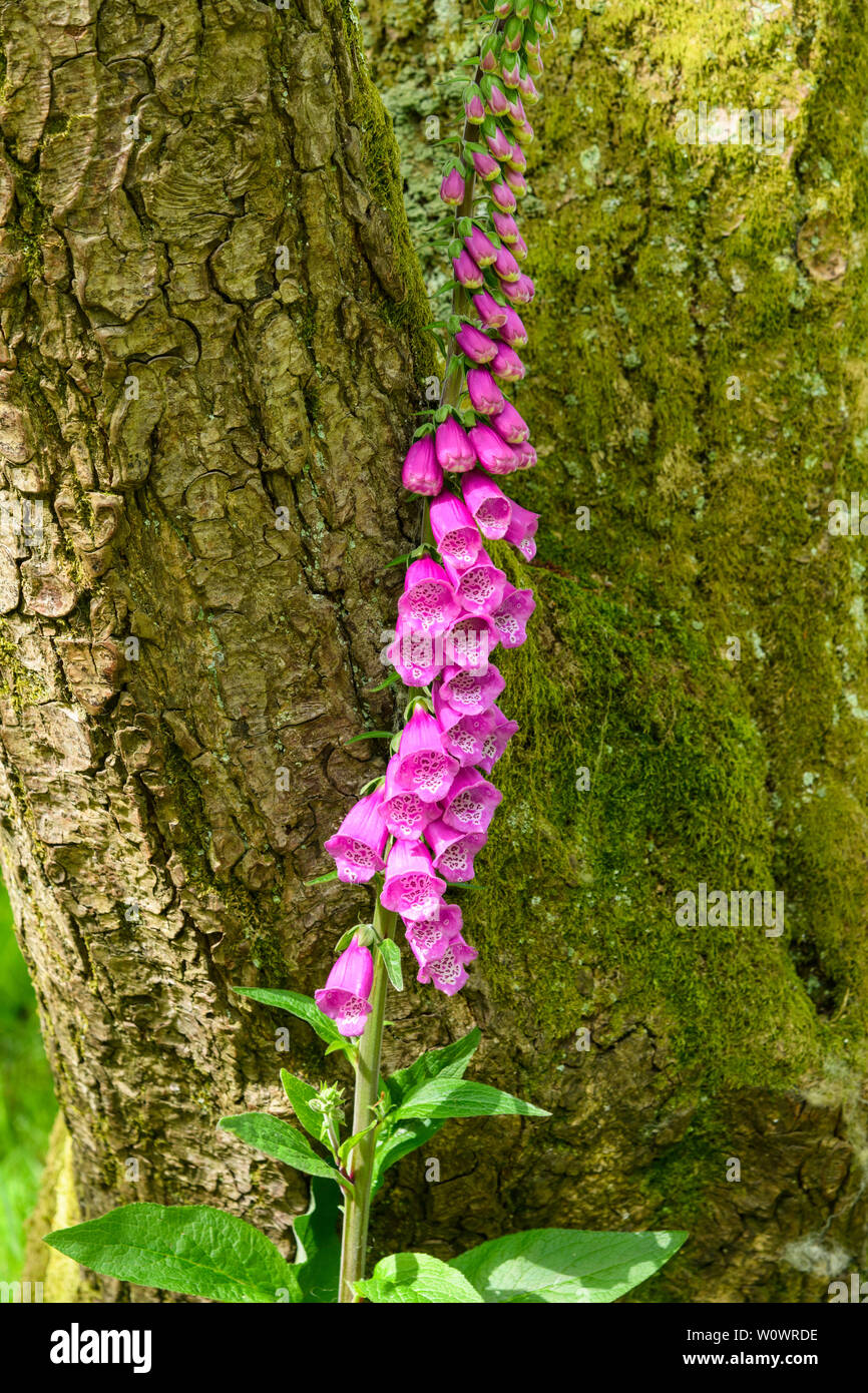 Fingerhut Blumen, Dumfries and Galloway, Schottland Stockfoto