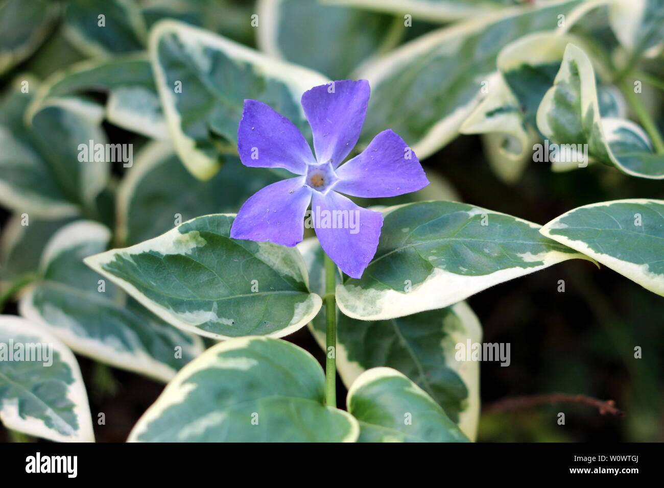 Bigleaf periwinkle oder Vinca major oder großen strandschnecke oder Größer immergrün oder Blau periwinkle immergrüne Staude Pflanze Stockfoto