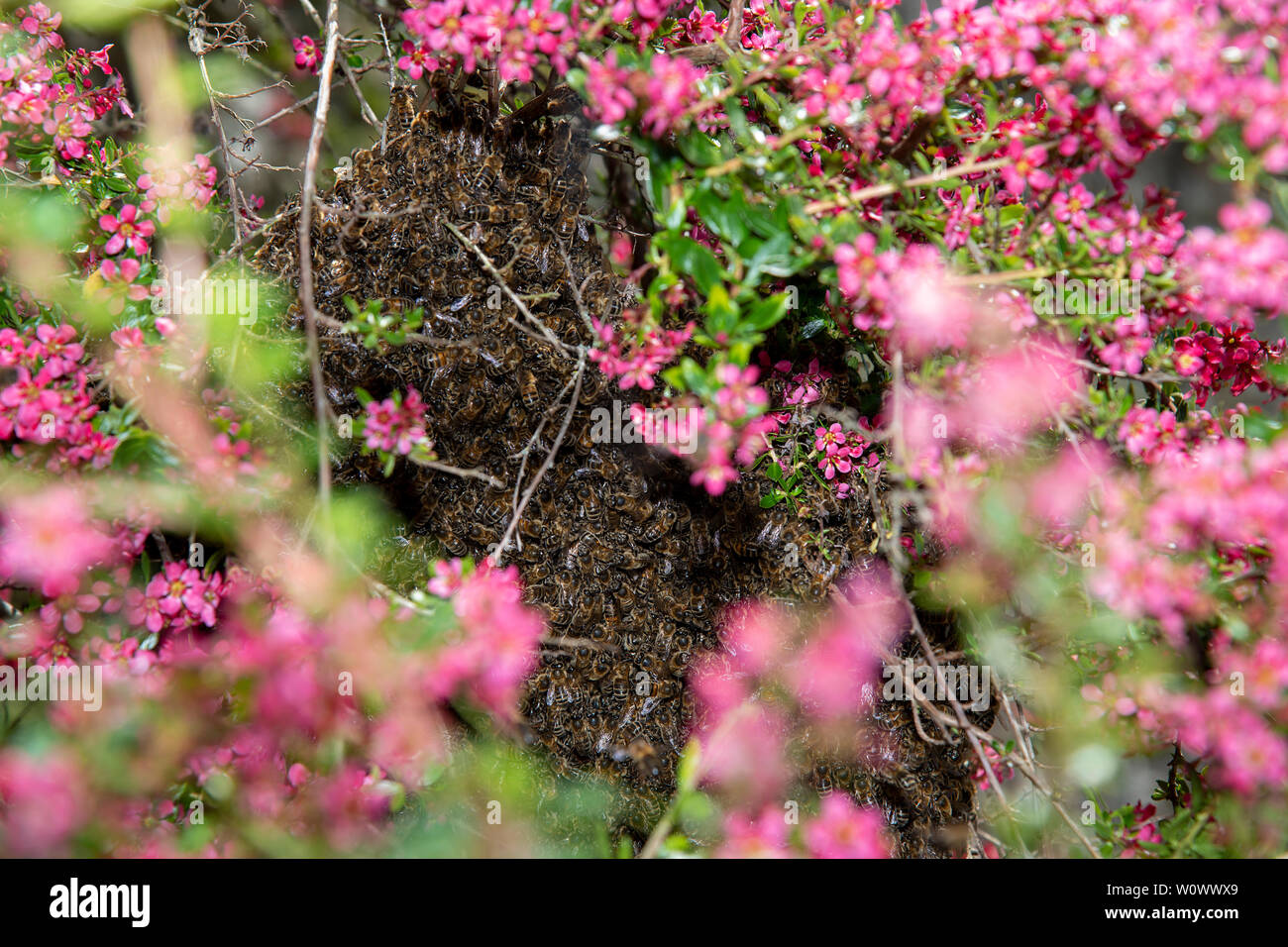 Honeybee Schwarm auf Escallonia Bush Stockfoto