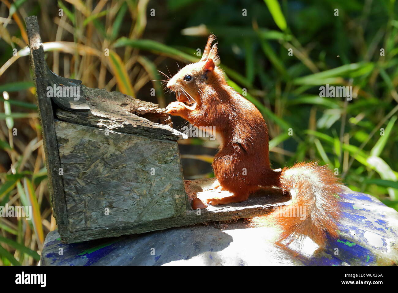 Ein Eichhörnchen mit einer Mutter vor einem feststoffeintrag in die Klostergärten, Tresco, Cornwall, Großbritannien Stockfoto