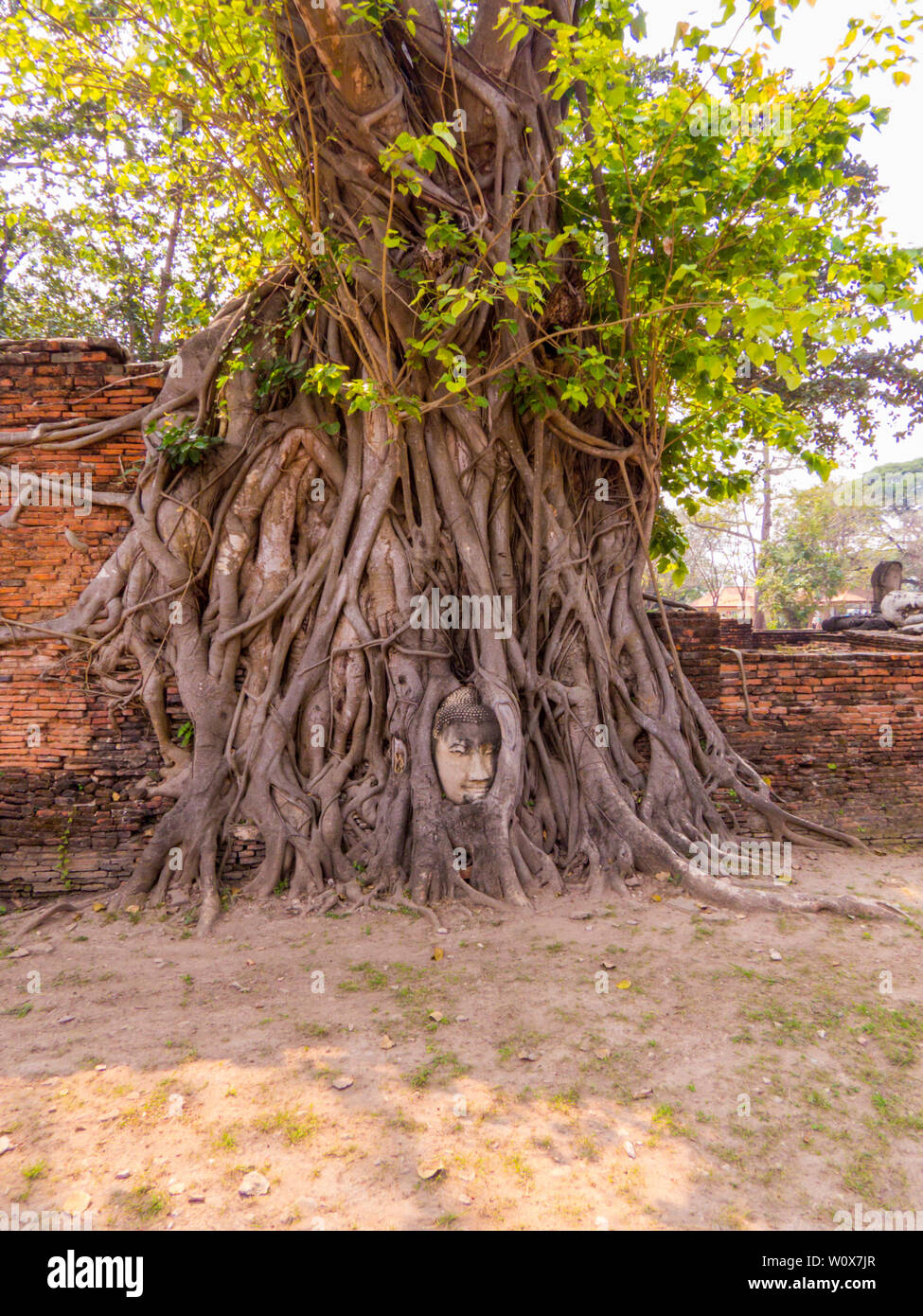 Buddha Kopf in Baumwurzeln, Buddhistischen Tempel Wat Mahathat, Historische Stadt von Ayutthaya, Thailand Stockfoto