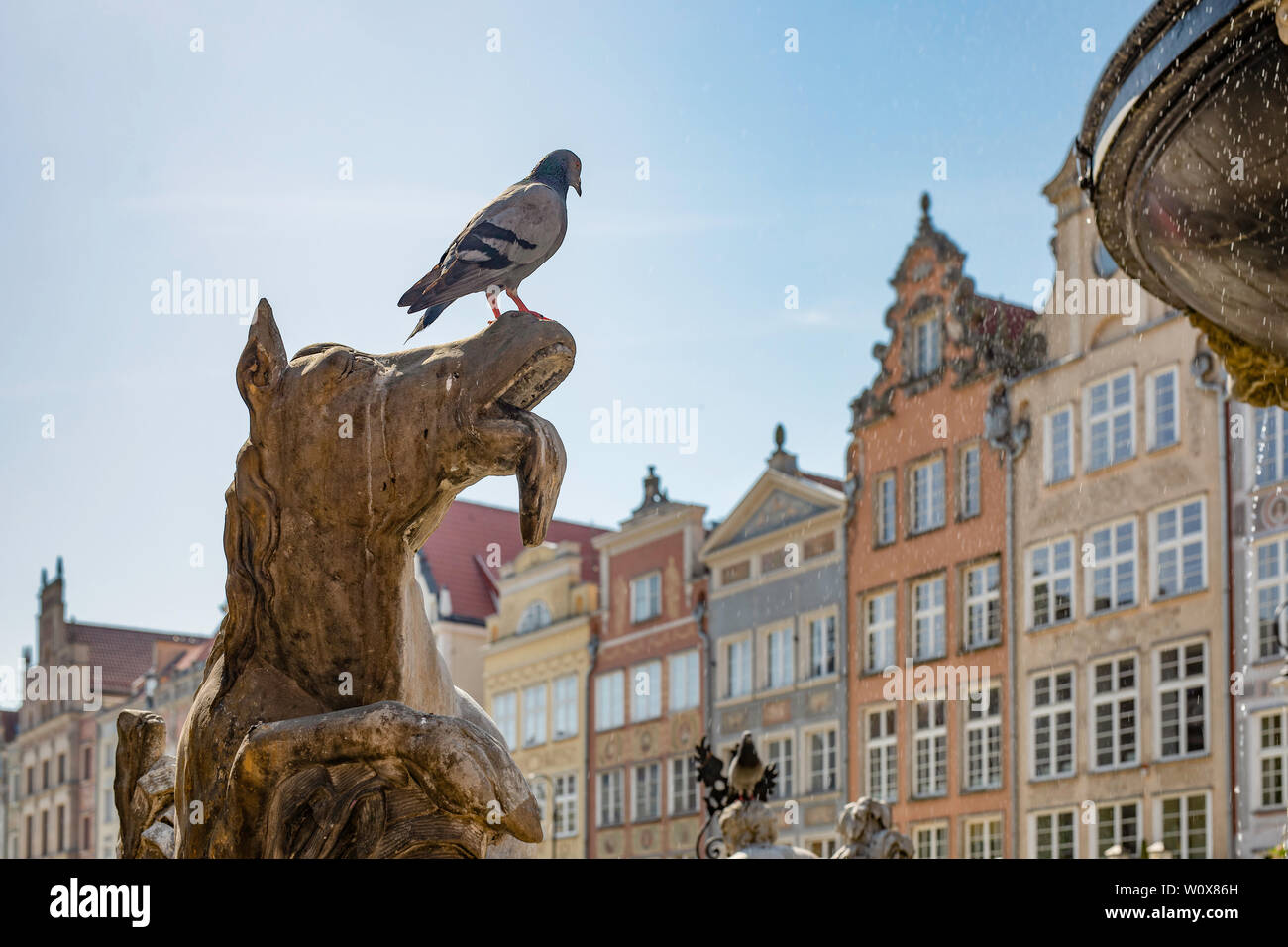 Taube auf eine Top der antiken Skulptur, Neptunbrunnen in Gdansk (Danzig) in Polen. Detail. Stockfoto
