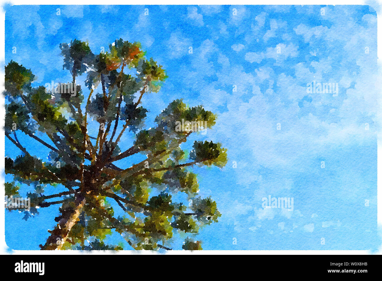 Schönen Aquarell von Araucaria (Parana Pine Tree) und Blue Sky (Curitiba, Parana, Brasilien) (Brasilien) Stockfoto