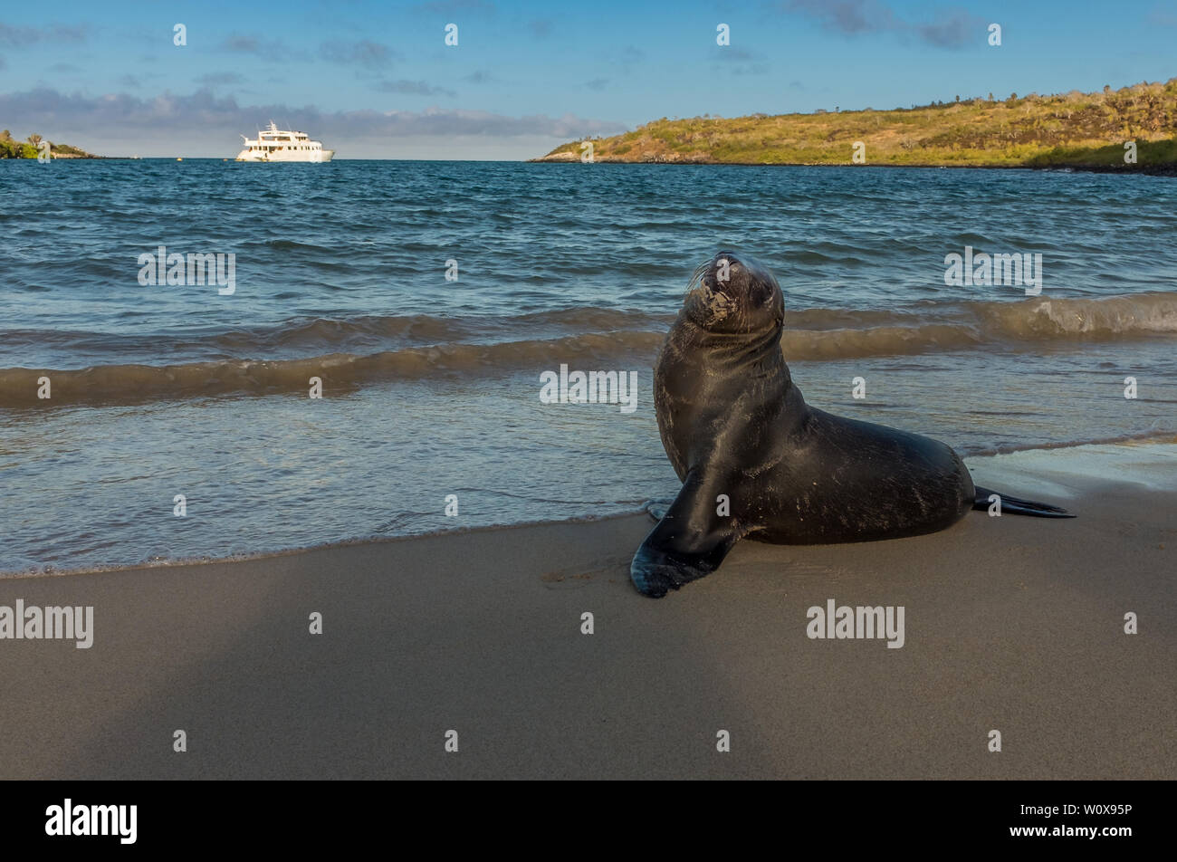 Eine Galapagos Sea Lion posiert am Strand mit einem touristenboot im Hintergrund bei Sonnenuntergang. Stockfoto