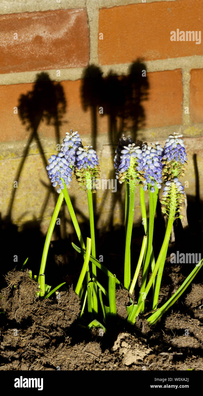 Muscari Traubenhyazinthen Blumen und deren Schatten Stockfoto