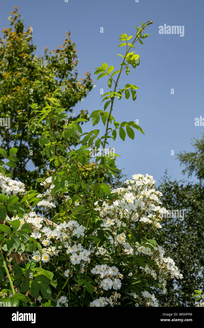 Neues Wachstum auf eine Abschweifende Rektor Rose, der die Blumen im folgenden Jahr produzieren wird. Stockfoto