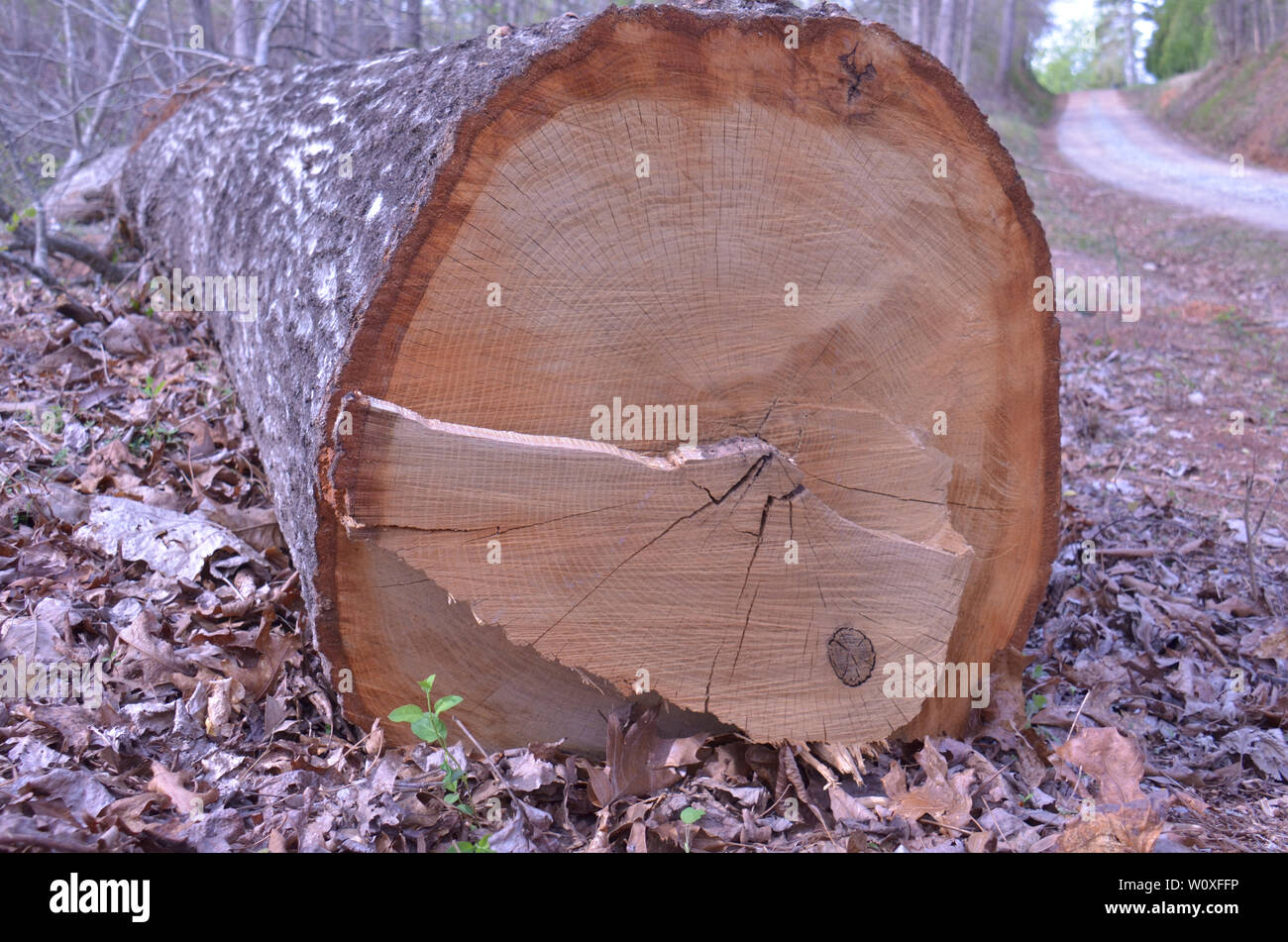 Vor kurzem Schnitt unten und bereit kleiner geschnitten werden und ins Feuer Protokolle, Georgien, USA Stockfoto