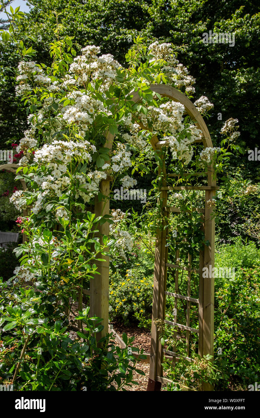 Rambling Rector, eine kräftige Weiße rambling Rose in Blume auf einem Garten arch. Stockfoto
