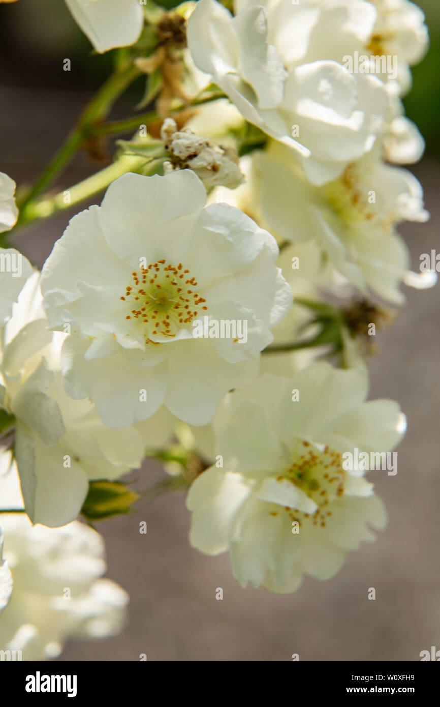 Rambling Rector, eine kräftige Weiße rambling Rose in Blume auf einem Garten arch. Stockfoto