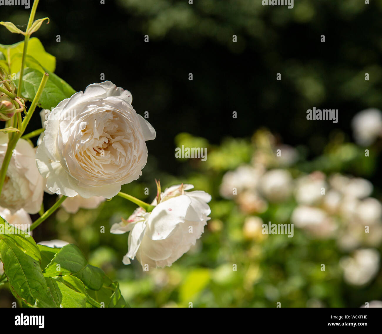 Claire Austin Rose, einem sehr beliebten und lebhaften weißen Kletterrose. Stockfoto