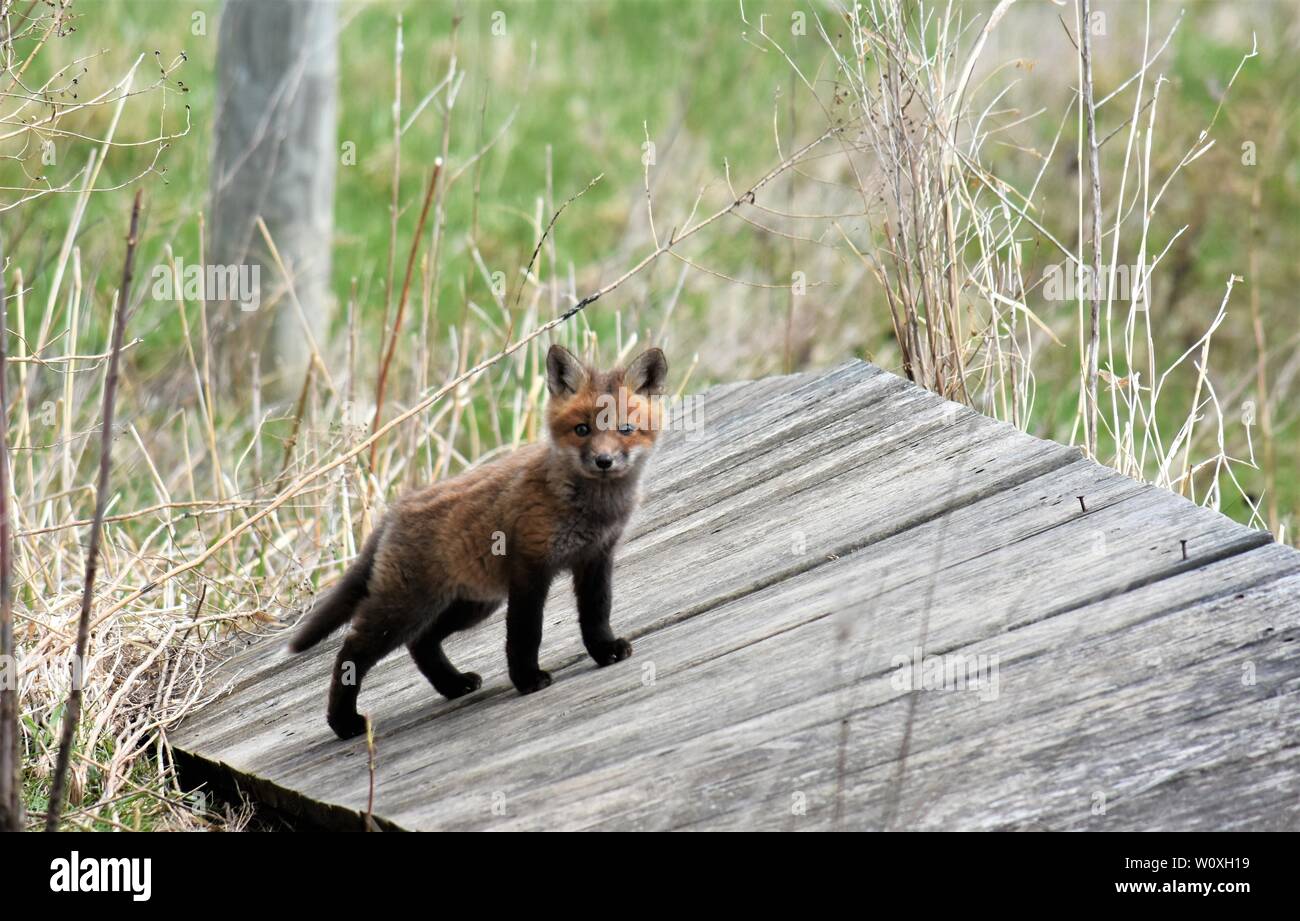 Ein roter Fuchs ventures Weg aus der Höhle zu erkunden Sie die Umgebung. Stockfoto