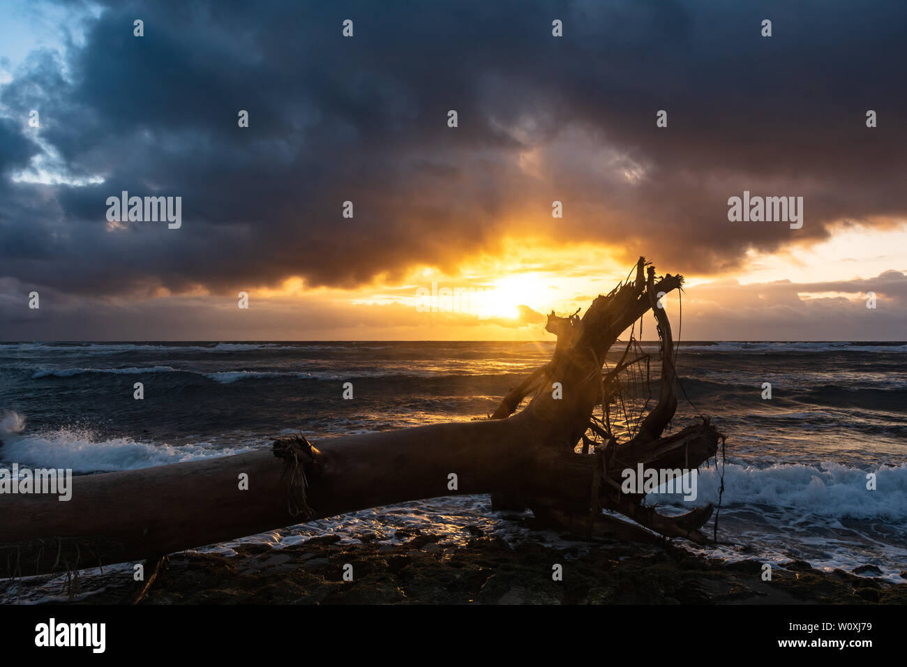 Toter Baum am Strand bei Sonnenaufgang, Kauaii, Hawaii Stockfoto