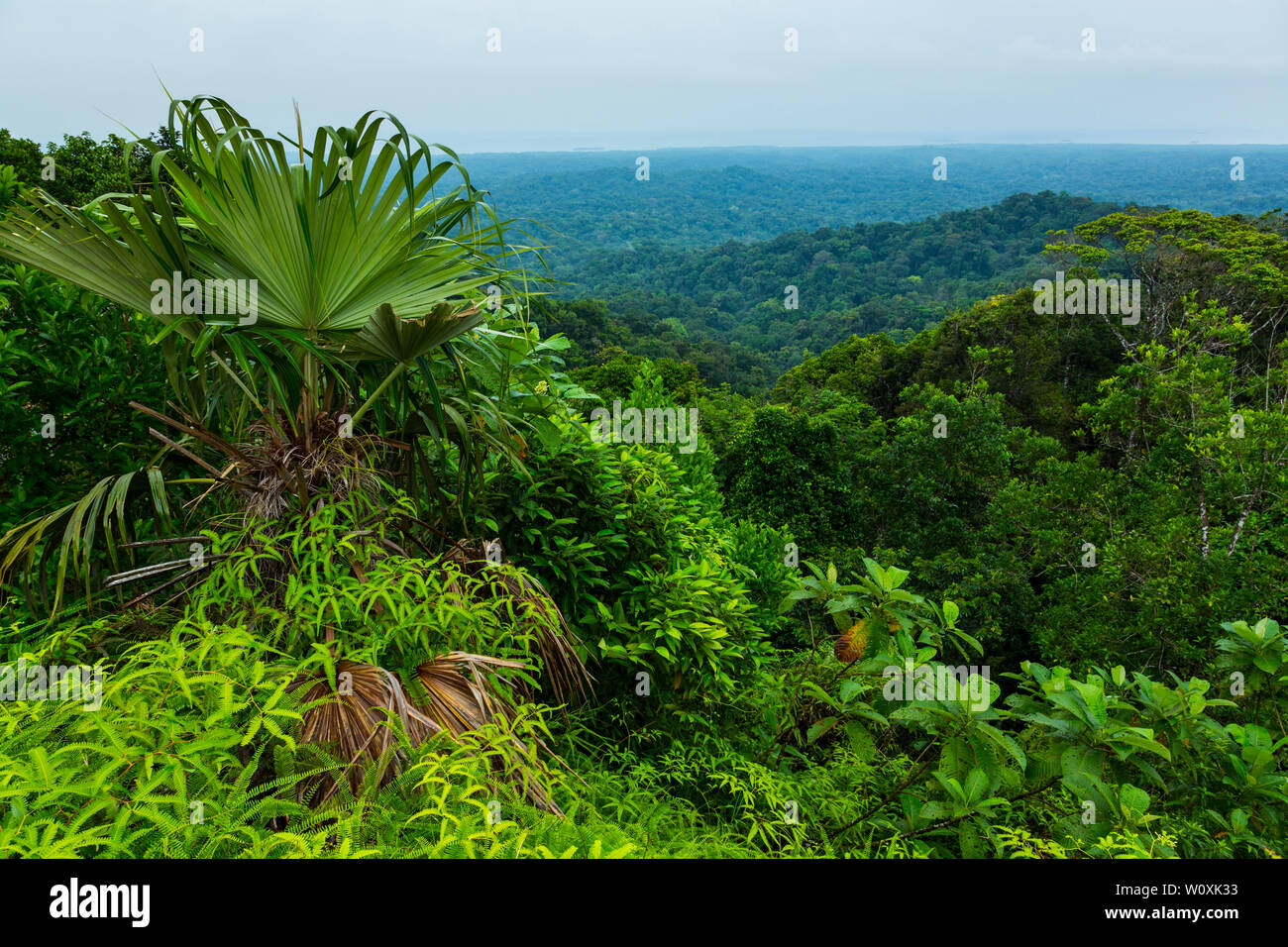 Tropenwald, Kuna Yala Region, Panama, Mittelamerika, Amerika Stockfoto