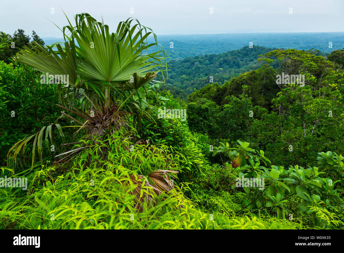 Tropenwald, Kuna Yala Region, Panama, Mittelamerika, Amerika Stockfoto