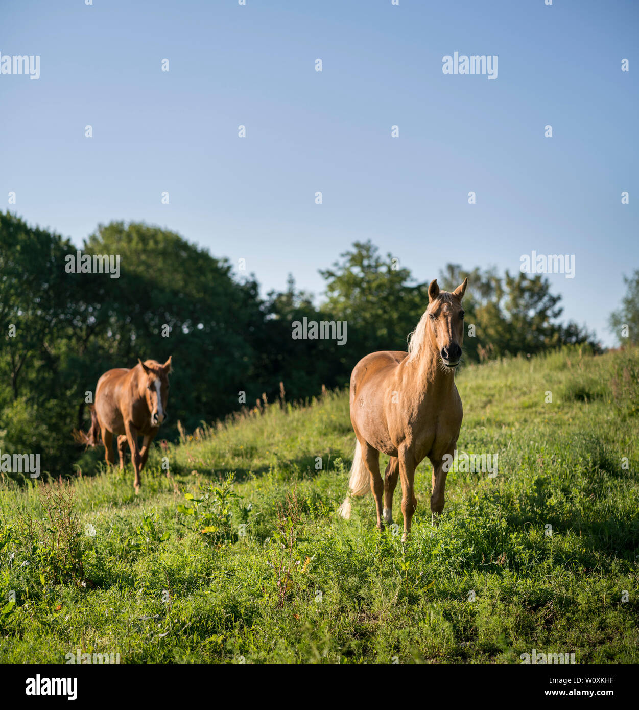 Zwei braune Pferde in ein grünes Feld. Stockfoto