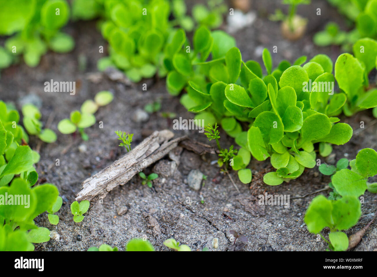 Baby Kopfsalat wächst in einem Garten Stockfoto