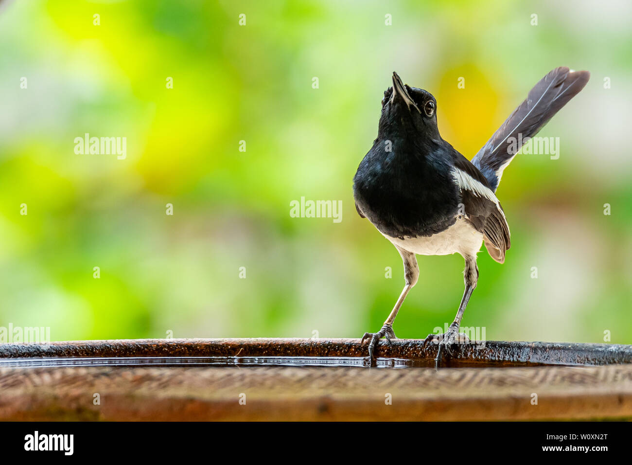 Männliche orientalische Magpie Robin hocken auf einem Ton Schüssel mit Wasser und Singen mit blur Green Tree Hintergrund Stockfoto