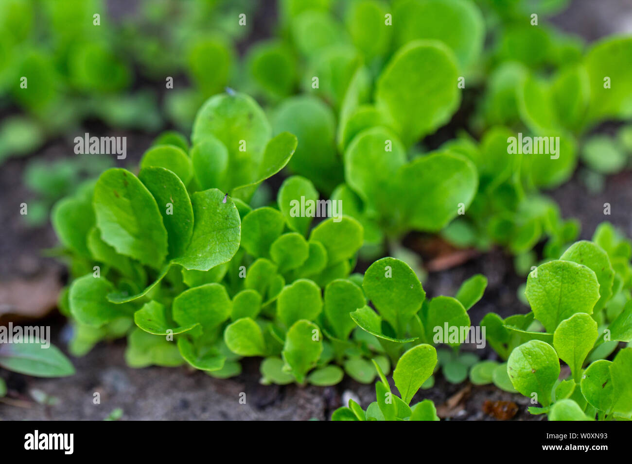 Baby Kopfsalat wächst in einem Garten Stockfoto