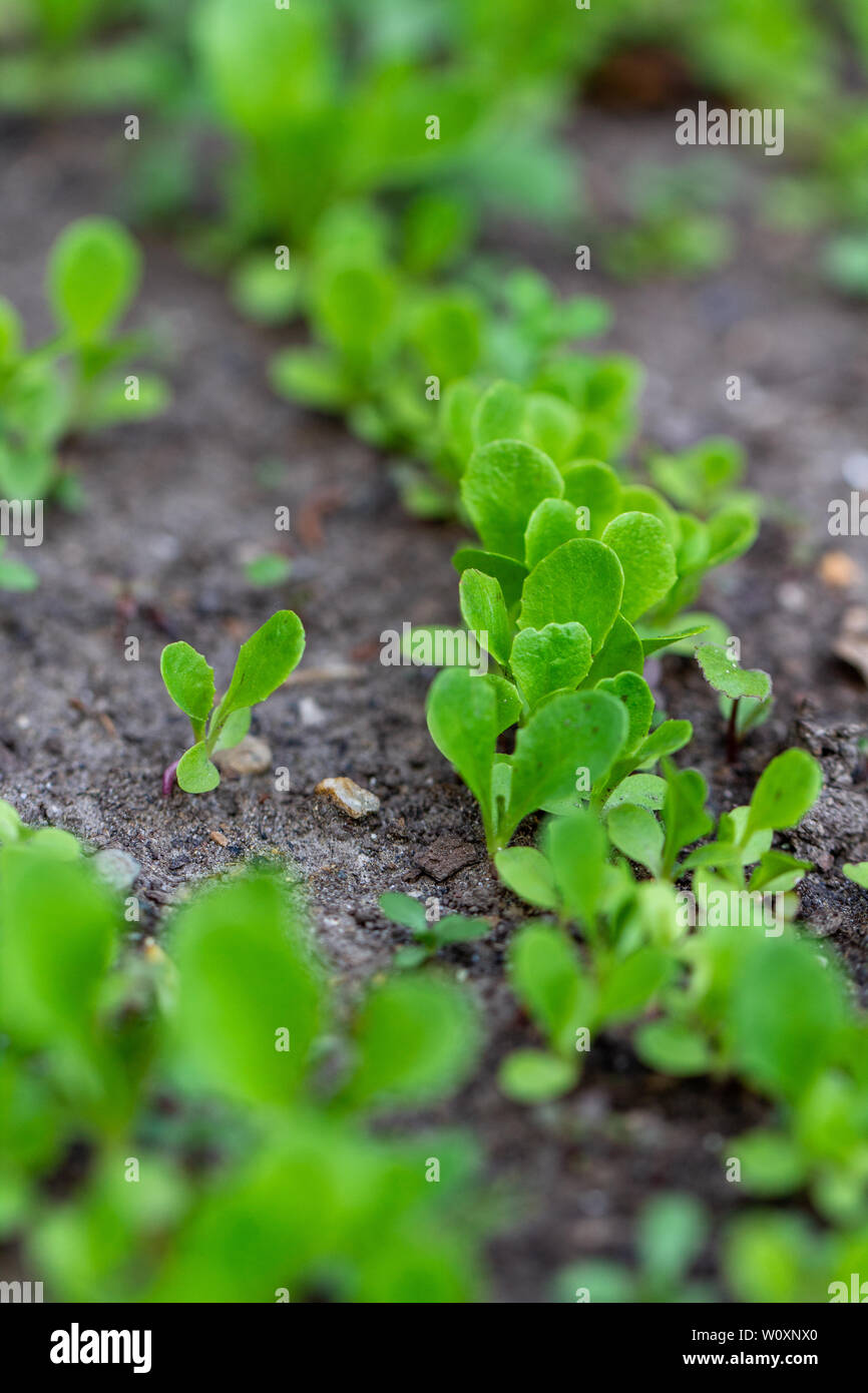 Baby Kopfsalat wächst in einem Garten Stockfoto