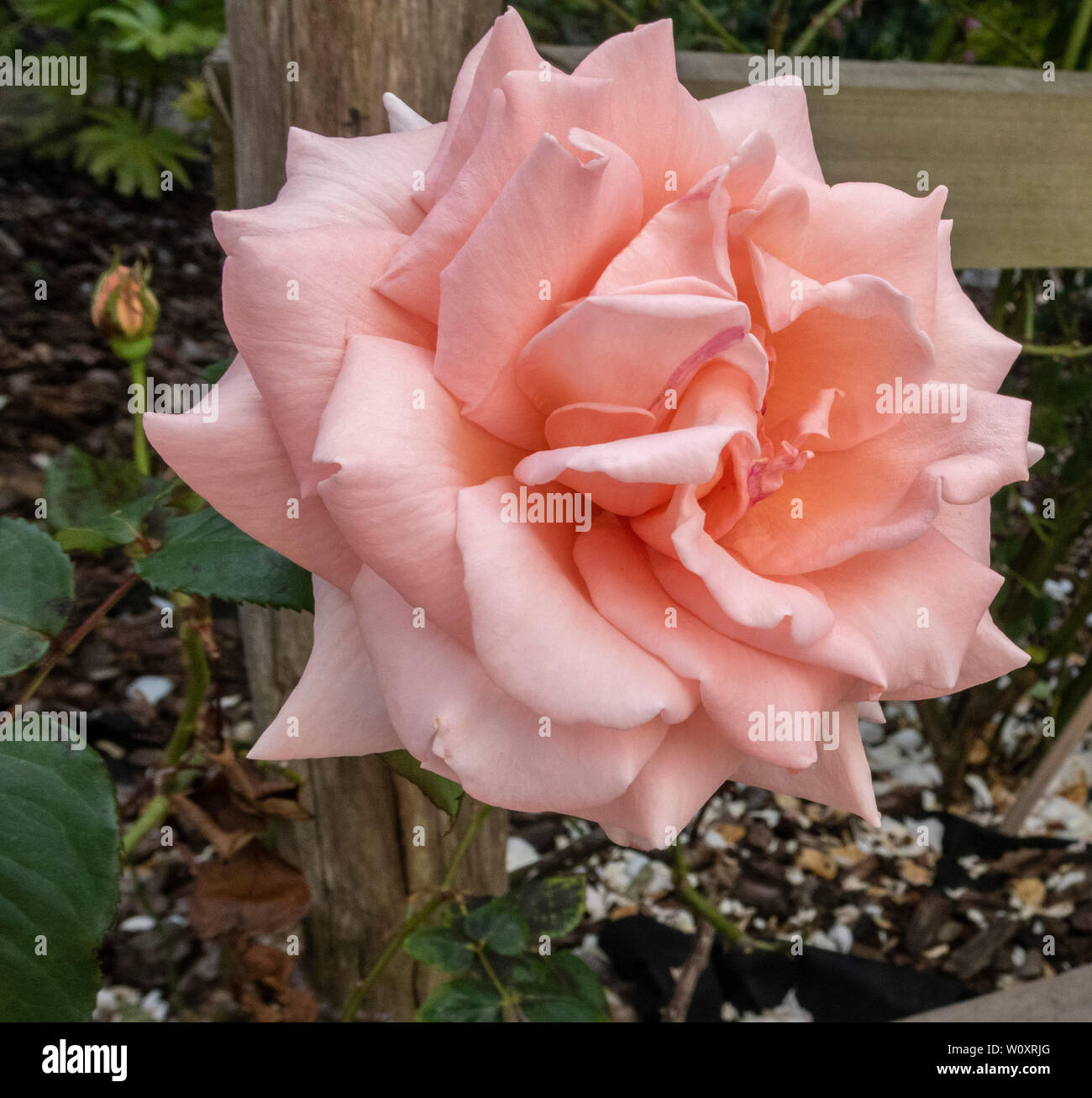 Rose Atem des Lebens, eine Wiederholung blühende Kletterrose. Stockfoto