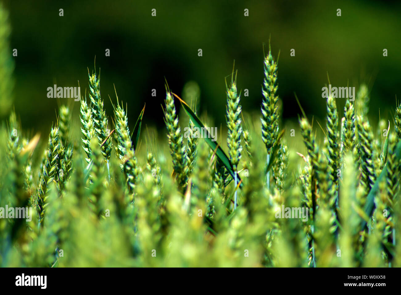 Nur Weizen: Stockfoto