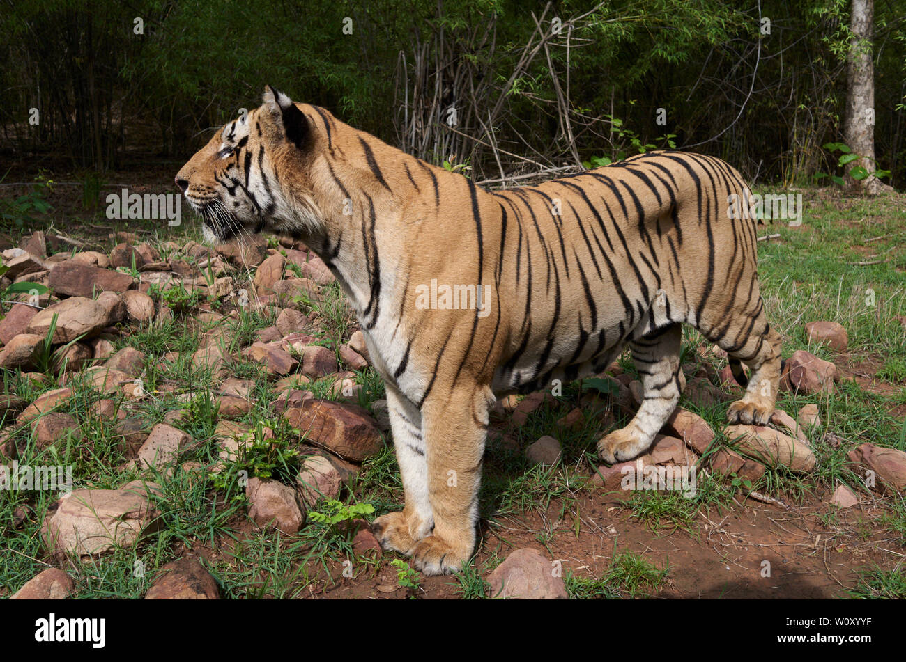 Matkasur Männliche Tiger und Vater von Maya Tigerin Jungen in Monsun herumstreichen, Tadoba Wald, Indien. Stockfoto