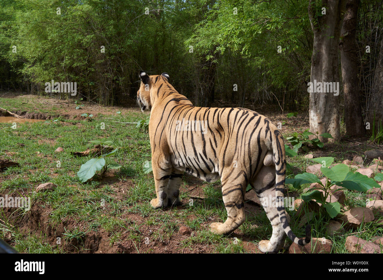 Matkasur Männliche Tiger und Vater von Maya Tigerin Jungen in Monsun herumstreichen, Tadoba Wald, Indien. Stockfoto