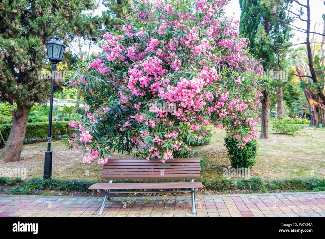 Blühende Strauch von Blumen oder Nerium oleander rosa Blume in Park Stockfoto