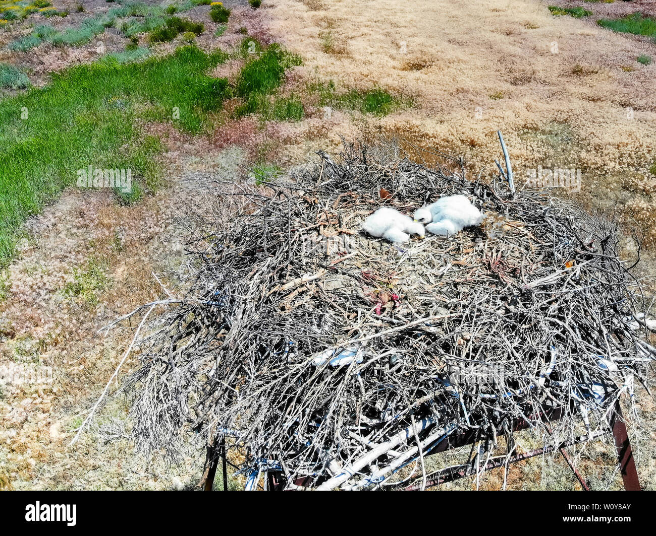 Nest der Steppe eagle oder Aquila nipalensis mit kleinen Nestlingen Stockfoto
