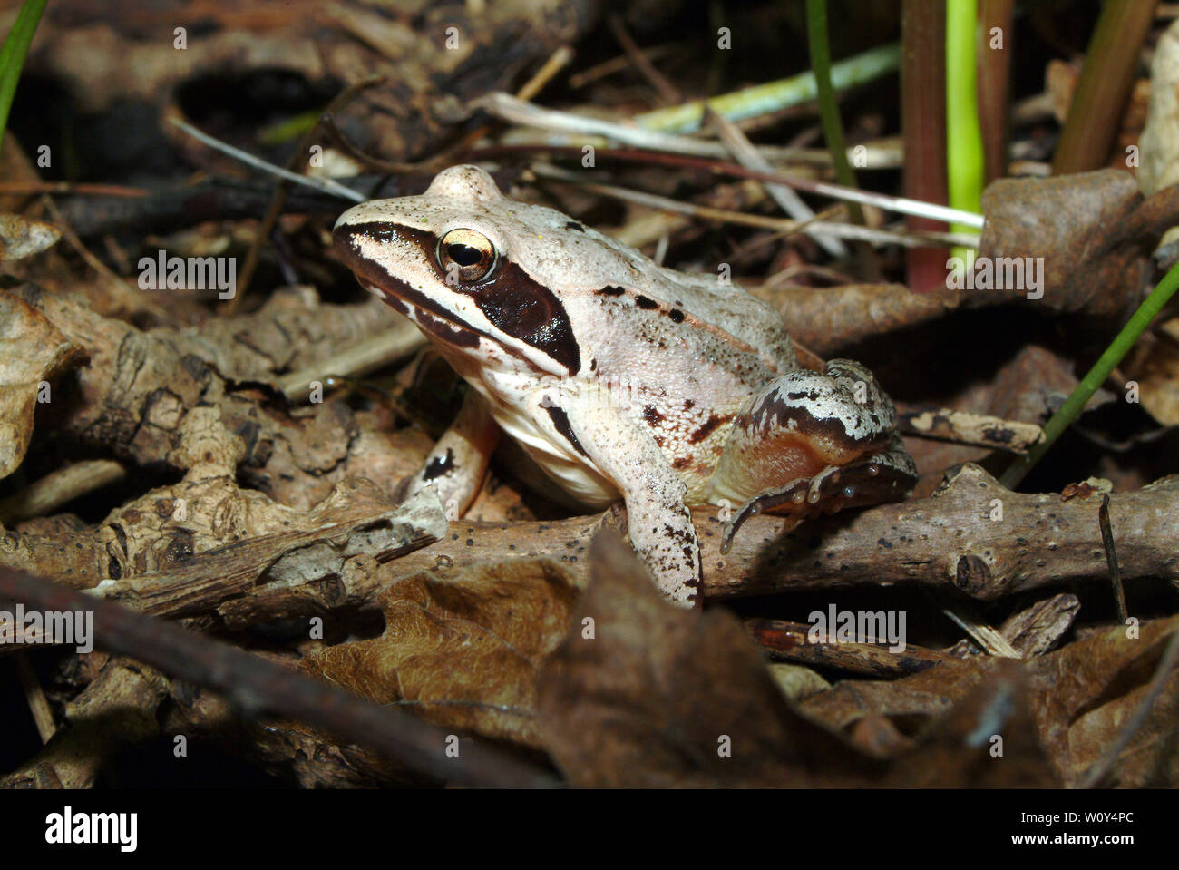 Agile Frog, Springfrosch, Rana dalmatina, erdei béka Stockfoto